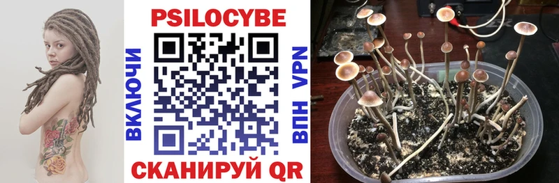 Галлюциногенные грибы Psilocybe  Боготол 